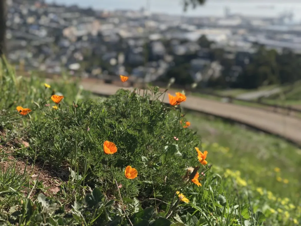 California Poppy