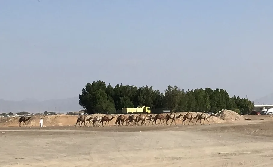 Camel Caravan