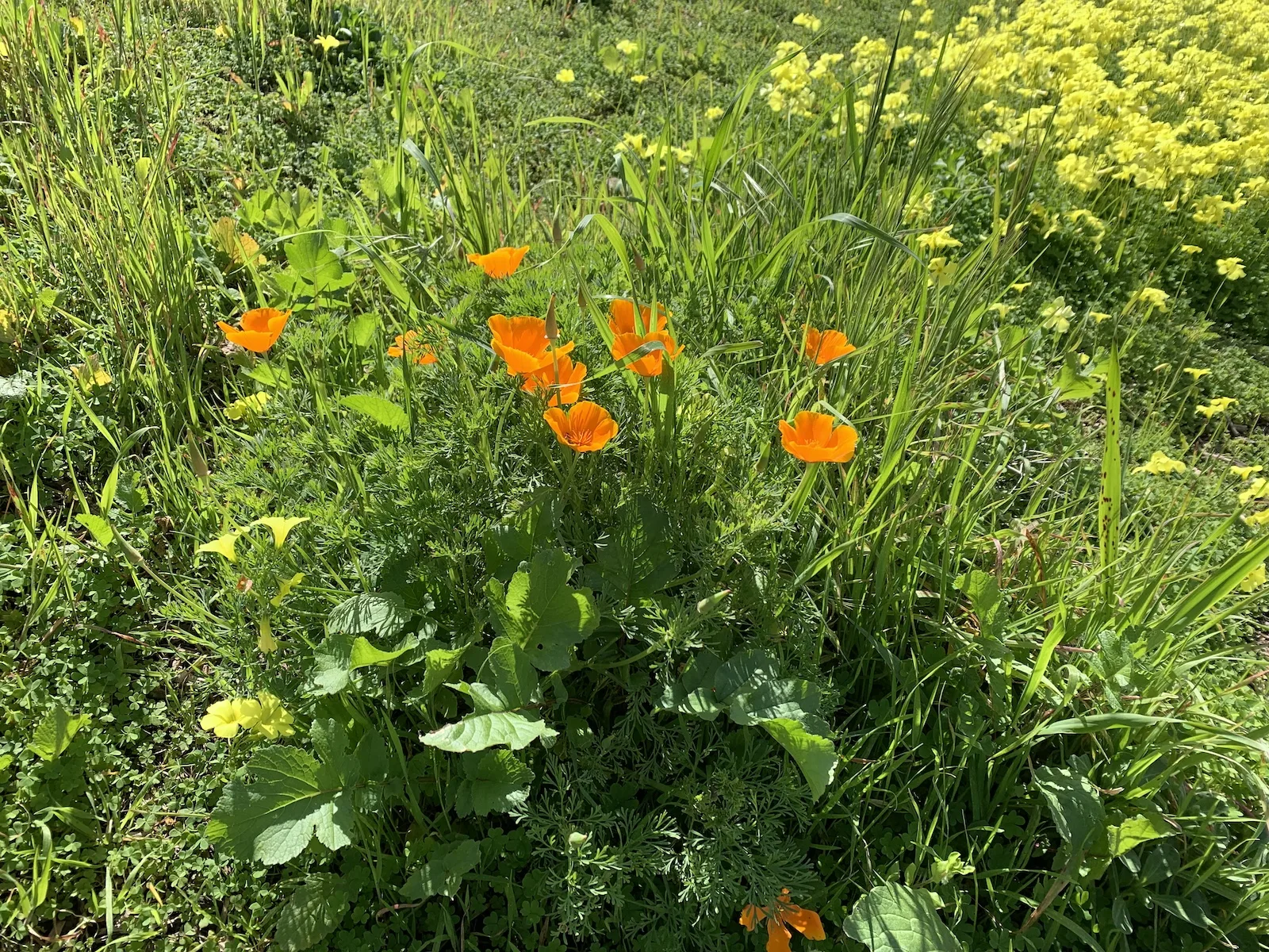 California Poppy